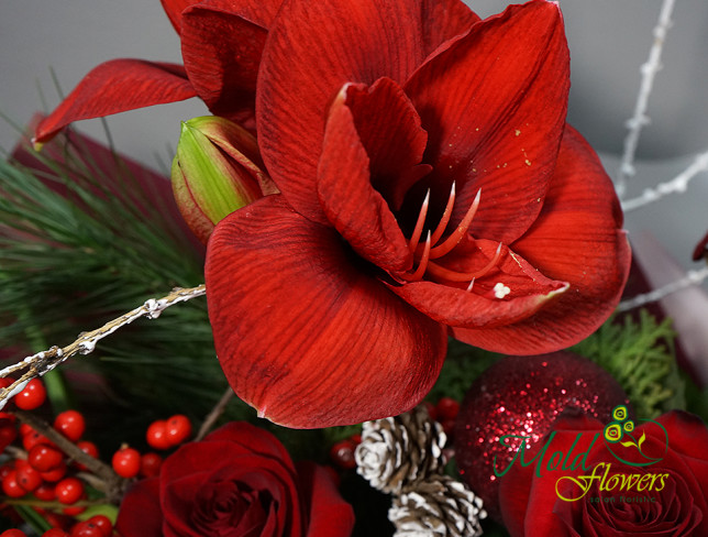 Buchet de iarnă cu trandafiri roșii și amaryllis foto